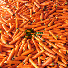 Китайская свежая целая морковь в выборе
